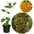 Reddish Orange Mandarin Climbing Honeysuckle Plant Live, Fragrant Honeysuckle Plants Vine Bushes in 2.5 Inch Pot