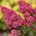 Pink to White Hydrangea Tree, Hydrangea Live Plant, Hydrange Bush in Pot, Well-Rooted Plant, Starter 6-10 Inc