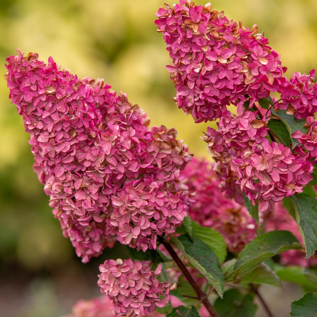 Pink to White Hydrangea Tree, Hydrangea Live Plant, Hydrange Bush in Pot, Well-Rooted Plant, Starter 6-10 Inc