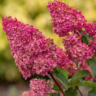 Pink to White Hydrangea Tree, Hydrangea Live Plant, Hydrange Bush in Pot, Well-Rooted Plant, Starter 6-10 Inc