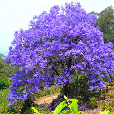 Purple Blue Jacaranda Mimosifolia Tree Live Plant in Pot, 8 Months Old Seedling Well Rooted Jacaranda Plants for Outdoor Planting, 7 to 11 Inc Tall Include Pot