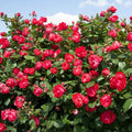 Roses Plant Live, in Pot, Fragrant Roses Flowers, Everblooming Ornamental Garden (Red)