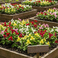 10 Mix Trillium Bulbs, Perennial Flower Bulbs for Garden, Large Bulbs, Trillium Flower Bulbs, Trillium Roots for Planting