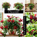 Scarlet-Red Lipstick Plans Live Houseplants in Pot, Aeschynanthus Red Flower Vine Décor Office, Desk Indoor Outdoor Growing