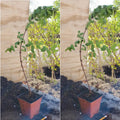 Live Honeyberry Haskap Plant, 8–15 Inch Tall, Cold Hardy Honeysuckle Berry Shrub for Outdoor Garden and Yard Growing