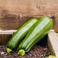 4 Green Squash Zucchini Plants Seedlings, Live Squash Plants from 6 to 8 Inches Tall, 4 Inches Pot