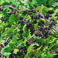Consort Black Currant Plant Live Well Rooted 5-9" Tall, Edible Black Currant Bush Live Plant, Zones 4 to 8, Currant Berries