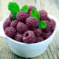 2 Glencoe Raspberry Plants Live for Planting, Thornless Raspberry Trees Live Plants 5 to 9 Inches Height, Purple Raspberry Berry Fruits