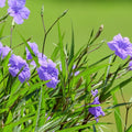 06 Mexican Petunias Live Plants for Spring Planting, 4-6" Well Rooted for Outdoor Growing, No Pot, (Purple Petunia)