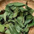 Bay Laurel Plant Live Bay Leaf Plant, 8" to 10" Tall, 4 Inch Pot Laurus Nobilis Live Plant Sweet Bay Leaf Tree Live Plant Herbs Indoor Outdoor Garden