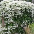 Clematis Vine Plants Live in Pot, 8 Months Old Seedlings Climbing Flowering, Outdoor Trellis Fences, Cold Hardy (Sweet Autumn Clematis)