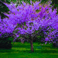 Potted Purple Pink Eastern Redbud Tree Live Plant Seedling, 7-13" in Tall, 1 Year Old Seedling Red Bud for Year Round Planting, Cold Hardy, No Leaf