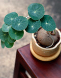 3-3.5'' Stephania Cephalantha Plant, Rare Caudex Bulb Succulent Houseplant, Already Sprouts, Cold Hardy, Easy Care, Home Decor