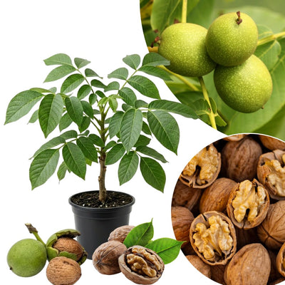 Walnut Tree Live Plant, Walnut Fruit Tree, 1-1.5 Ft Tall