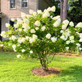 Change Color Hydrangea Live Plant in 2.5 Inch Pot, Hydrangea Trees Shrub Bush Perennial Outdoor Planting (White to Pink)