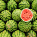 Watermelon Plant, Red Watermelon Plants Live, 4-6 Inches Tall, Fast Growing and Sweet Fruit for Outdoor Gardening or Backyard, 2 Plant Per Pot
