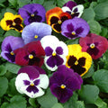 Pansy Assorted Flowers Live Plant, Vibrant Mixed Colors, 4 Inches Pot, Hardy Cool Season Outdoor Bloom for Spring and Fall Landscaping