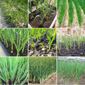 1 Lb Garlic Bulbs for Planting, Hardneck Garlic for Garden or Raised Beds, High-Yield Fresh Hardy Garlic Cloves