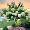 White Flowers to Blush Pink Hydrangea Plant 4 Inch Pot, Hydrangea Shrub Live Plants for Outdoor or Indoor Planting, Change Color Perennial Plant