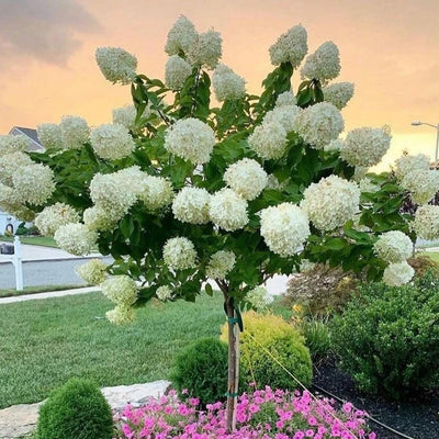 White Flowers to Blush Pink Hydrangea Plant 4 Inch Pot, Hydrangea Shrub Live Plants for Outdoor or Indoor Planting, Change Color Perennial Plant
