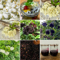 Elderberry Bush Live Plant Tree, 6-12 Inches in Tall Elderberry Shrub Cold Hardy, Sweet American Elderberries Well-Rooted