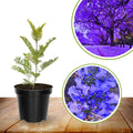 6-10" Violet Jacaranda Mimosifolia Trees from Bottom Pot, Blue Jacaranda Live Plants 6 Months Old Seedling, Well Rooted, Plant Outdoor Zones 10-11