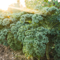 Kale Plants Live for Planting, Live Kale Vegetable in 4" Pot, 3 to 5 Inches Tall, 3 Plants Per Pot, Starter Plant for Home Garden