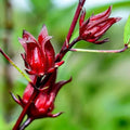 Hibiscus Sabdariffa Plant Live, Red Roselle Hibiscus Plant Live, Jamaican Sorrel Hibiscus Flowers, 4-8 Inch Tall, in 4" Pot