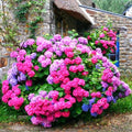 Blue-Pink to Purple Hydrangea Bush Plant Tree Live Shrub in Pot, Starter Plant 4 to 9 Inches, Hydrangea Tree, Dormant, Change Color Blooms