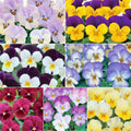 2 Pansy Flower Plants Live 4'' Pot, Multi-Color Blooms Pansies, Outdoor Gardens, Pots, and Landscaping Growing