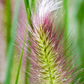 Ornamental Fountain Grass Live Plant Perennial for Outdoor Growing, 4" Pot, Red Fountain Grass Plants Spring Planting
