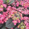 Pink to Blue Hydrangea Bush Plant Tree Live Shrub, 5-12" Starter Plant Hydrange Tree Plants, Dormant No Leaf in Winter, Cold Hardy Temperate