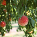 Deep Color Peach Tree Plant Live, Well-Rooted Fruit Tree, 1-2 Ft Tall