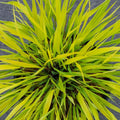 Hakonechloa Japanese Forest Grass Plant Live Starter Plant in Pot, Spring Planting, Perennial Ornamental Grasses