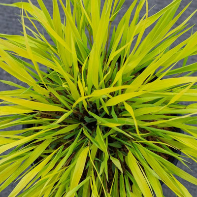 Hakonechloa Japanese Forest Grass Plant Live Starter Plant in Pot, Spring Planting, Perennial Ornamental Grasses