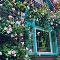Climbing Roses Live Plant, Climbing Rose Plant Live, 5 to 7'' Tall, Fragrant Flower Bush Plants for Gardening (Pink New Dawn)