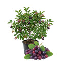 Serviceberry Plant Live, Service Berry Bush, 1-2 Ft Tall