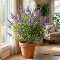 Vitex Chaste Tree for Outdoor Garden