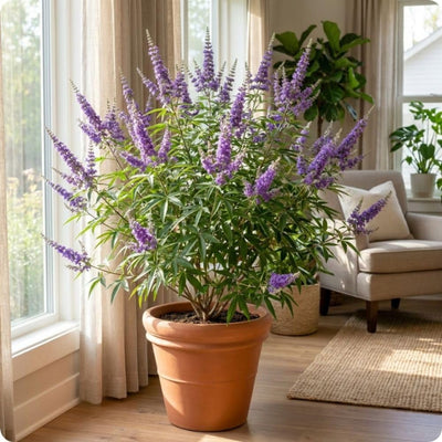 Vitex Chaste Tree for Outdoor Garden