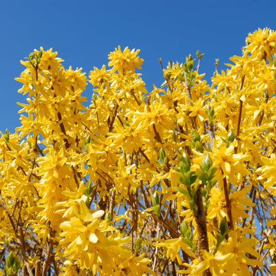 Forsythia Plant Live, Lynwood Forsythia Bush Live Plant in 4 Inches Pot, Yellow Flowering Shrub for Outdoor Garden, 4 to 7 Inches Tall
