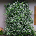 2 Confederate Star Jasmine Plants Live, Very Fragrant Jasmine Vine, White Flower Plants, 4 to 6 Inc Tall