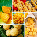 Pack 2 Raspberry Plants Live for Planting, Cold Hardy Raspberry Trees Live Plants, 4 to 9 Inches Tall, Sweet Berry Fruits Seedlings (Fall Gold Raspberry)