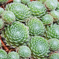 1 Hens and Chicks Succulent Plants Live Outdoor Indoor 2.5 Inch Container, Ornamental Hens & Chicks Plant Live Houseplant