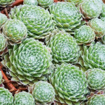 1 Hens and Chicks Succulent Plants Live Outdoor Indoor 2.5 Inch Container, Ornamental Hens & Chicks Plant Live Houseplant