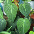 Philodendron Plant in 4 Inch Pot, Tropical Indoor Houseplant, Easy Care Foliage Plant for Home, Office, or Patio (Velvet Philodendron)