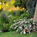 White Hydrangea Bush Plant Tree Live Shrub in Pot, Starter Plant 4 to 9 Inches, Hydrangea Tree, Dormant, Change Color Blooms