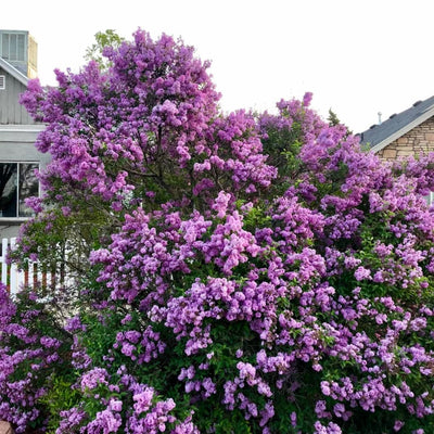 Deep Lilac Bushes Ready to Plant, Dormant Syringa Lilac Tree Live Plant, Springtime Blooms Soft Color in 4" Pot