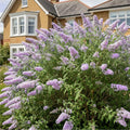 Potted Butterfly Bush Live Plant, 5-9" in Tall, Cold Hardy, Spring Outdoor PlantingBlooms Summer to Fall, Dormant in Winter (Cool Purple Buddleia Plant)