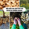 Set 5 of Jerusalem Artichoke Live Tubers, Sunchoke Bulbs for Planting, Vegetable Plant Garden