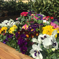 Pansy Assorted Flowers Live Plant, Vibrant Mixed Colors, 4 Inches Pot, Hardy Cool Season Outdoor Bloom for Spring and Fall Landscaping